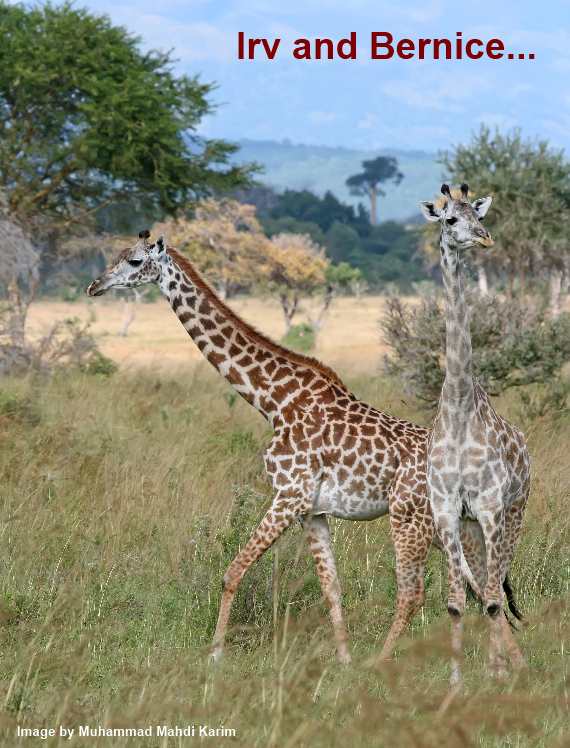 Giraffes