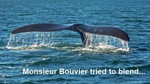 Whale in Argentina