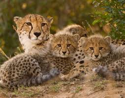 Cheetah family